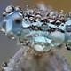 Illustration for article titled Behold the jewel-like beauty of dew-covered insects photographed close-up
